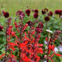 Lobelia cardinalis 'Queen Victoria' (2)